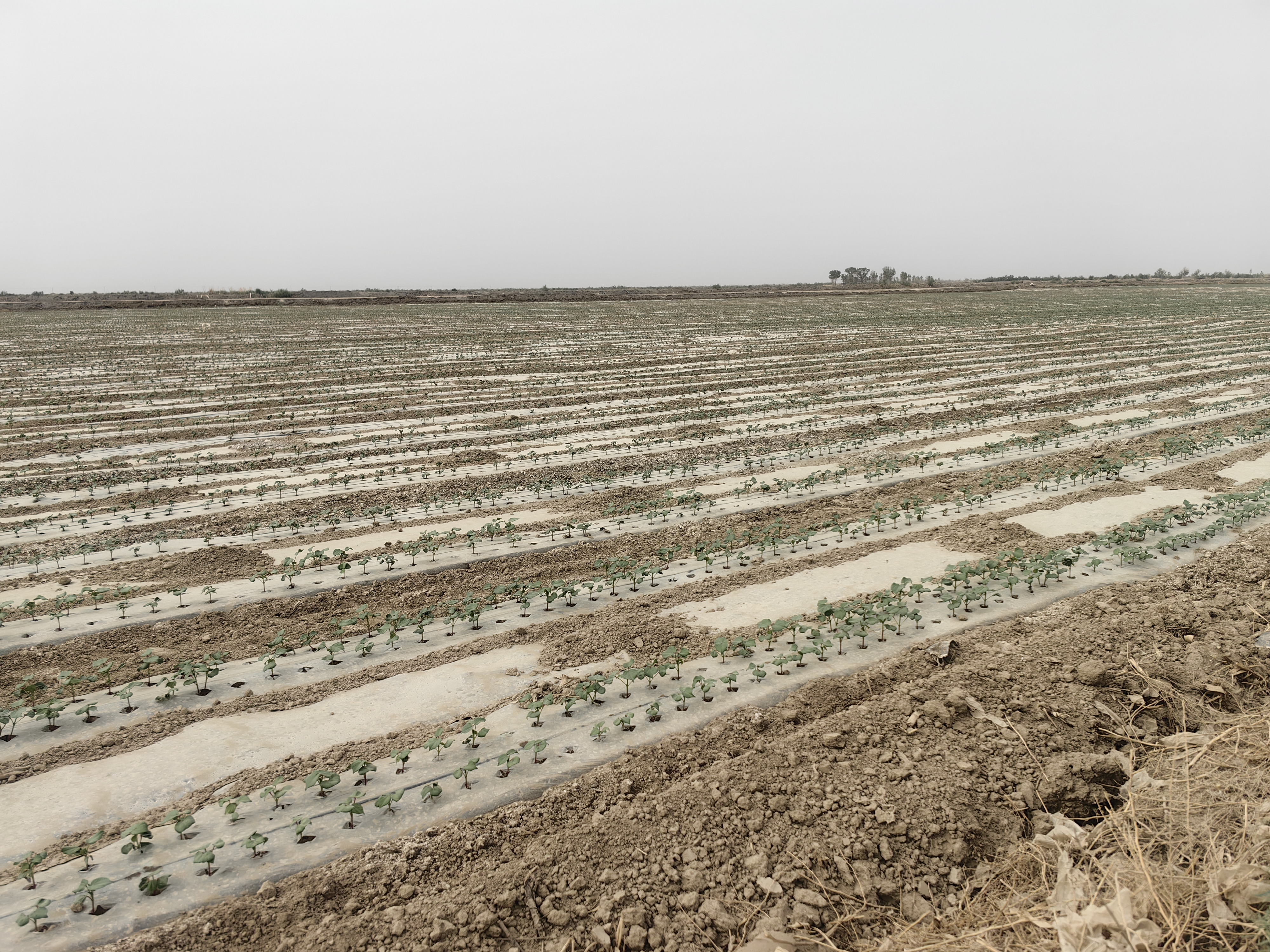 南疆棉花大田